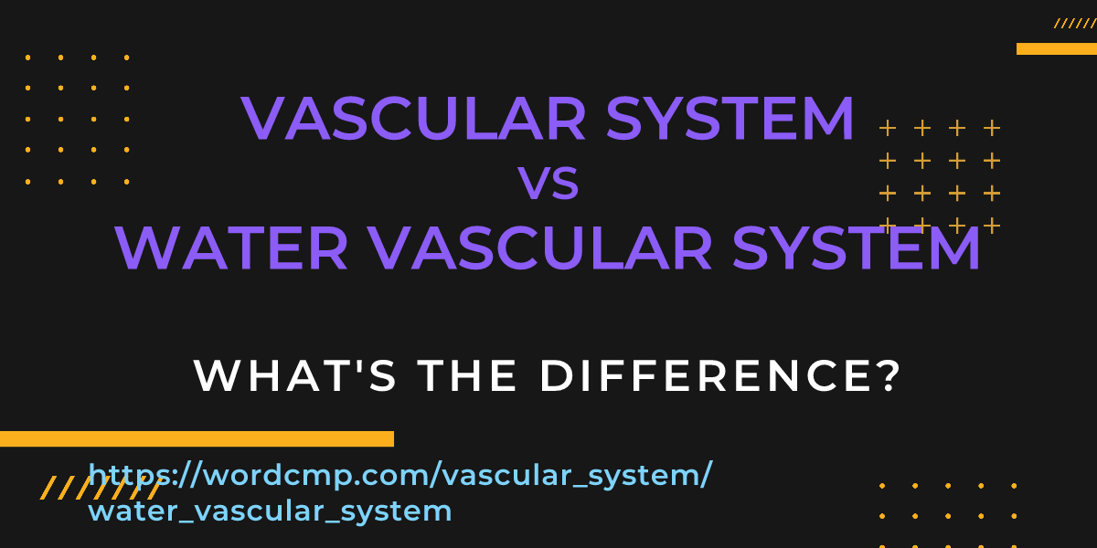 Difference between vascular system and water vascular system