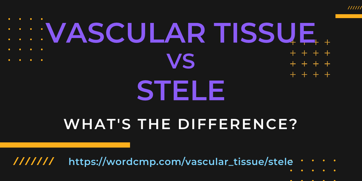 Difference between vascular tissue and stele