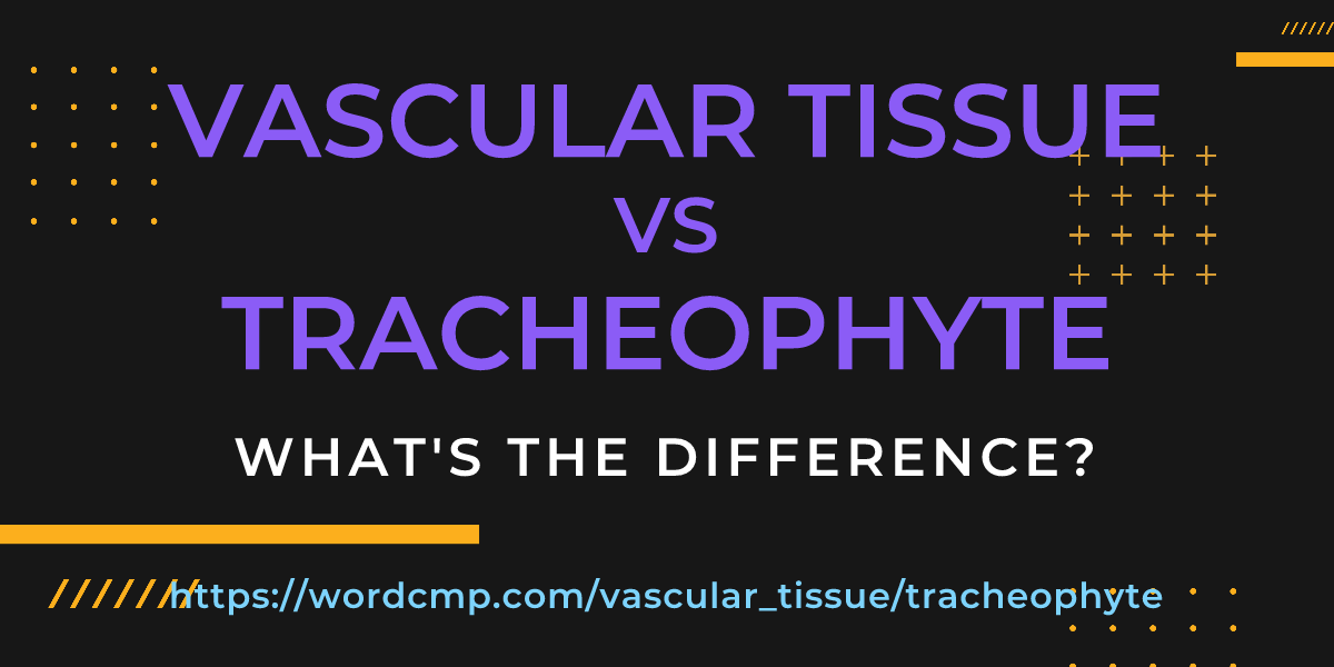 Difference between vascular tissue and tracheophyte