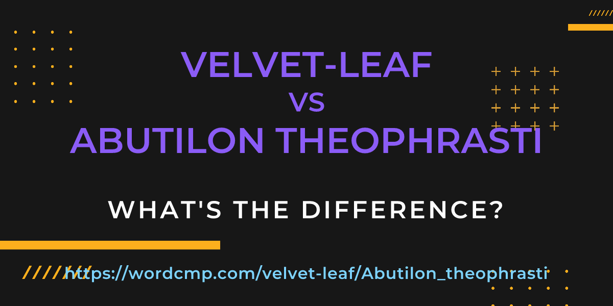 Difference between velvet-leaf and Abutilon theophrasti