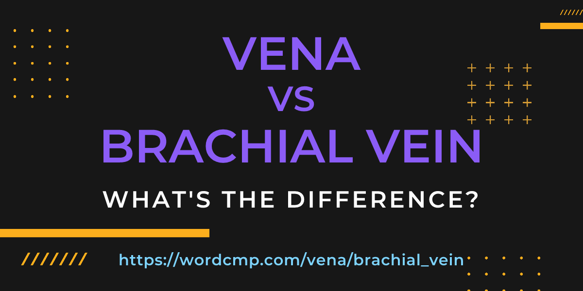 Difference between vena and brachial vein