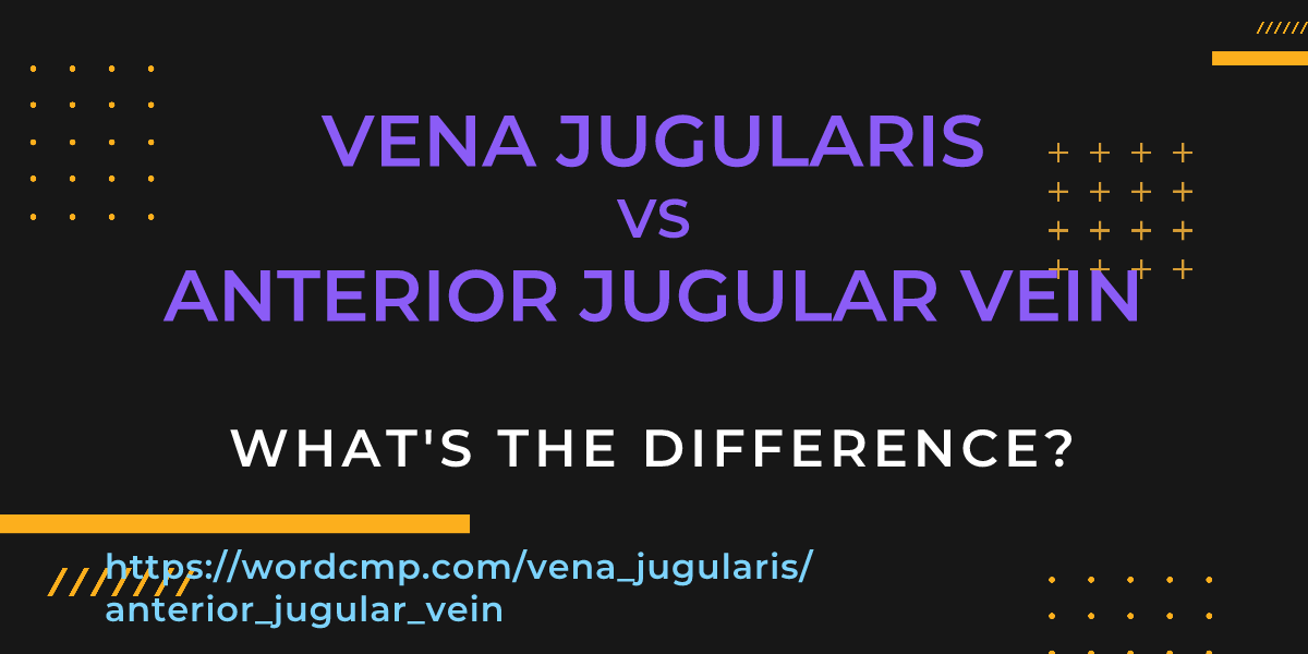 Difference between vena jugularis and anterior jugular vein