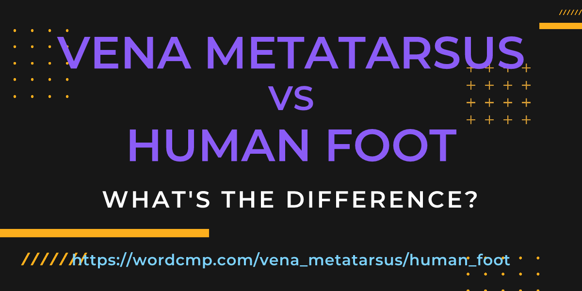 Difference between vena metatarsus and human foot