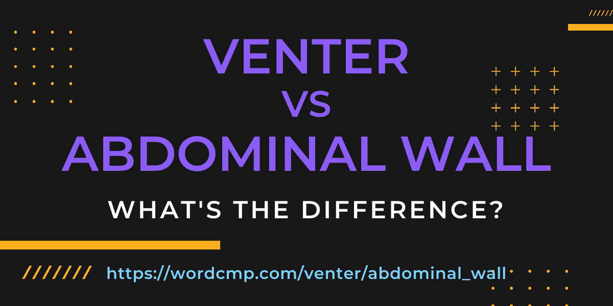 Difference between venter and abdominal wall