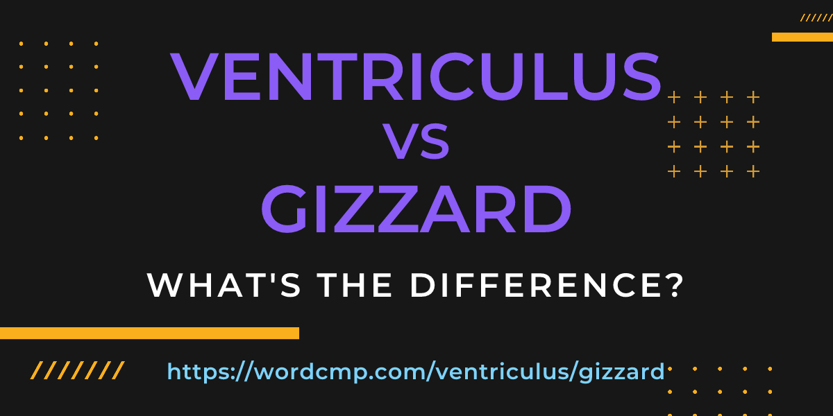 Difference between ventriculus and gizzard