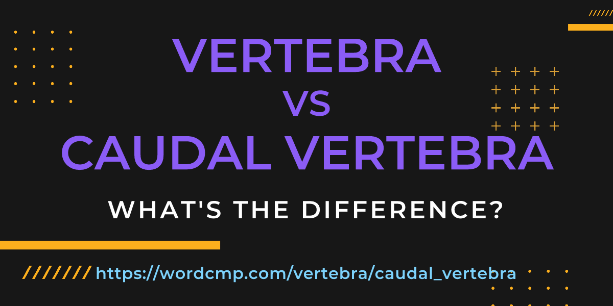 Difference between vertebra and caudal vertebra