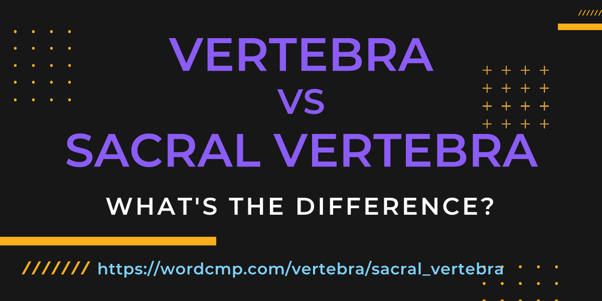 Difference between vertebra and sacral vertebra
