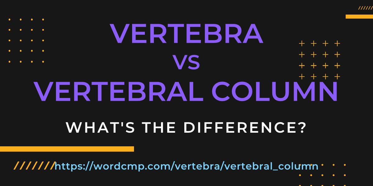 Difference between vertebra and vertebral column