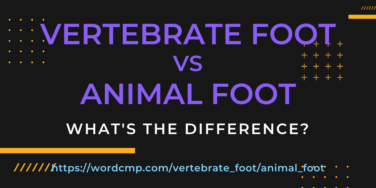 Difference between vertebrate foot and animal foot