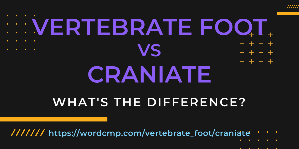 Difference between vertebrate foot and craniate