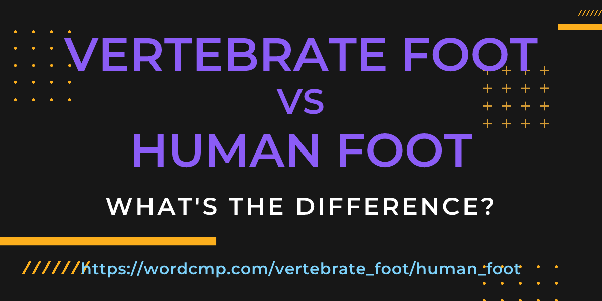 Difference between vertebrate foot and human foot