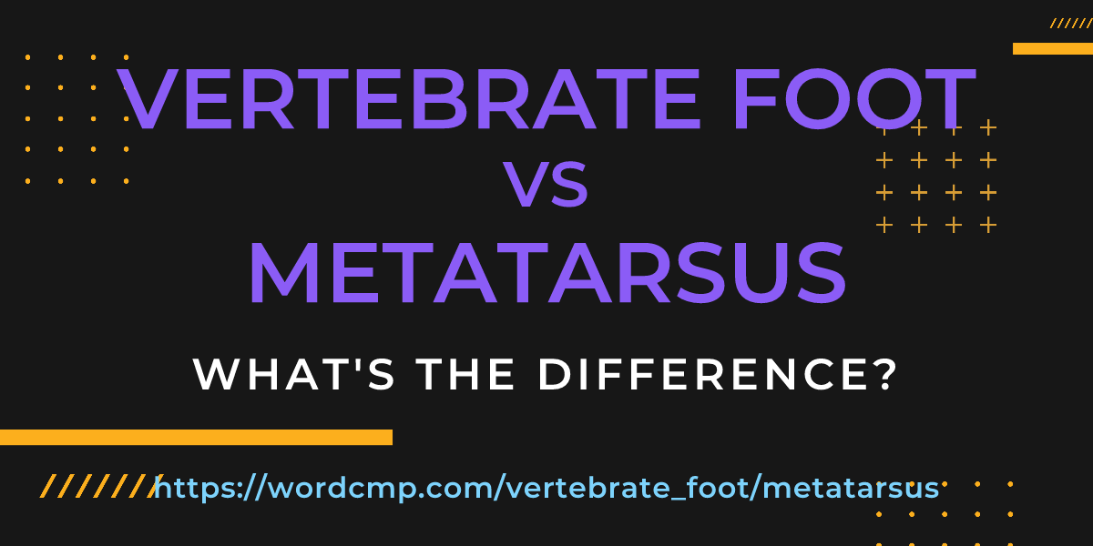 Difference between vertebrate foot and metatarsus