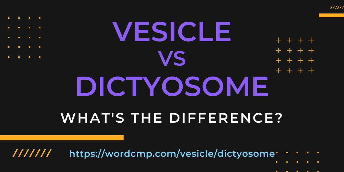 Difference between vesicle and dictyosome