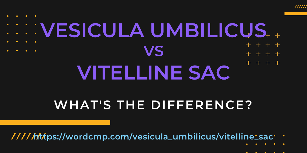 Difference between vesicula umbilicus and vitelline sac