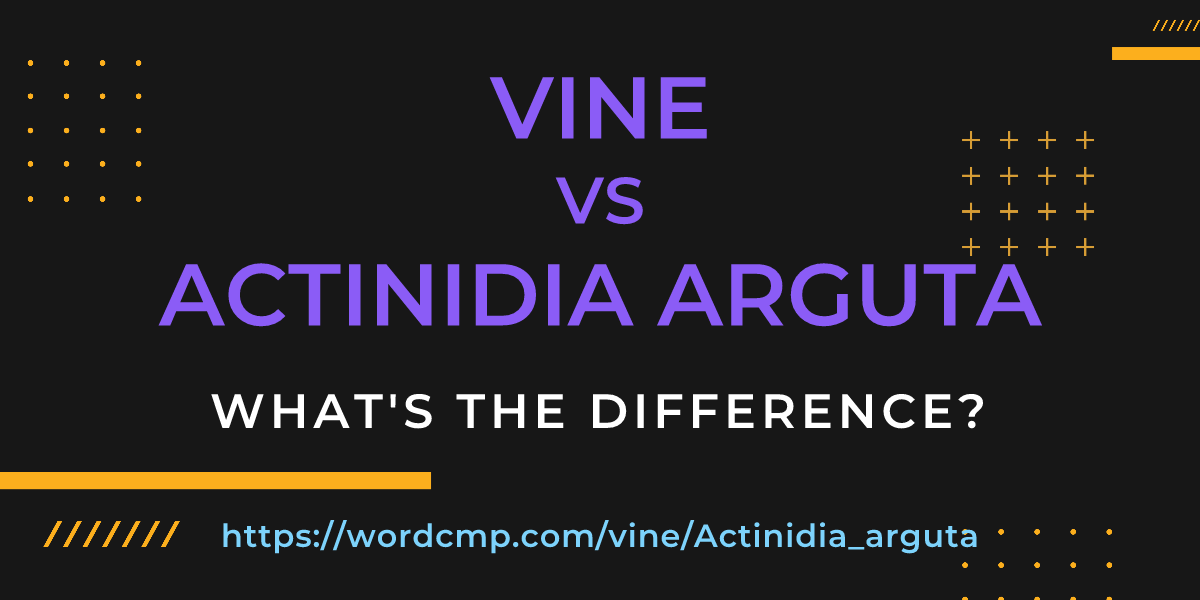 Difference between vine and Actinidia arguta