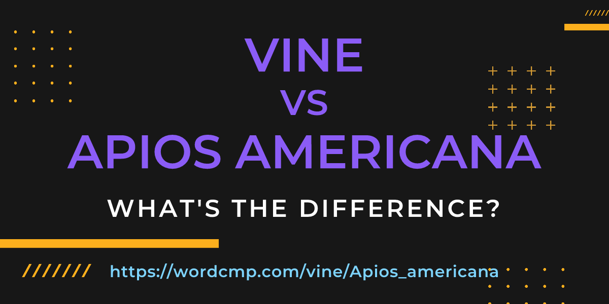 Difference between vine and Apios americana