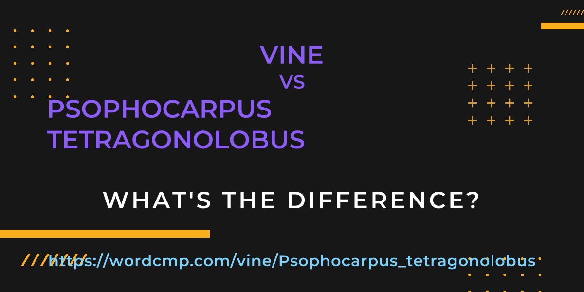 Difference between vine and Psophocarpus tetragonolobus