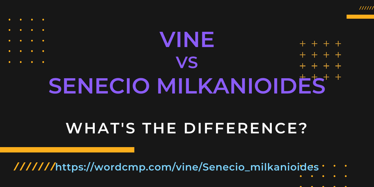 Difference between vine and Senecio milkanioides