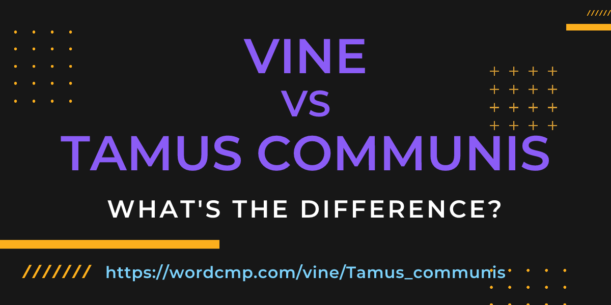 Difference between vine and Tamus communis