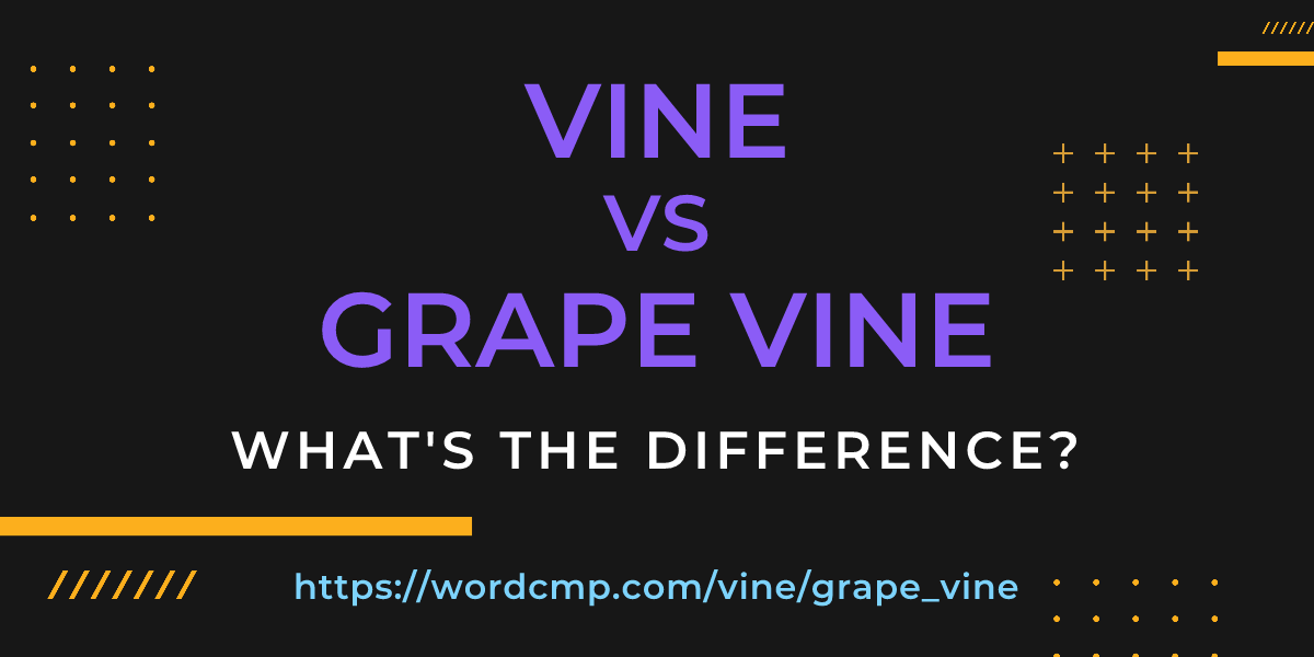 Difference between vine and grape vine