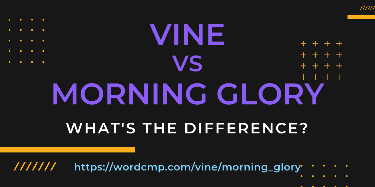 Difference between vine and morning glory
