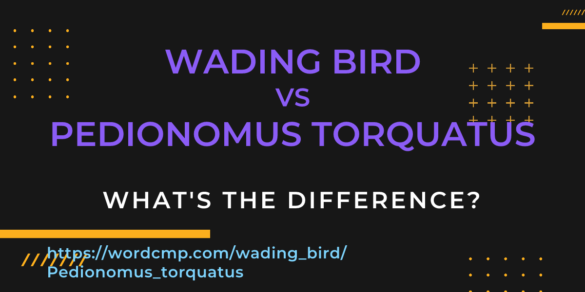 Difference between wading bird and Pedionomus torquatus