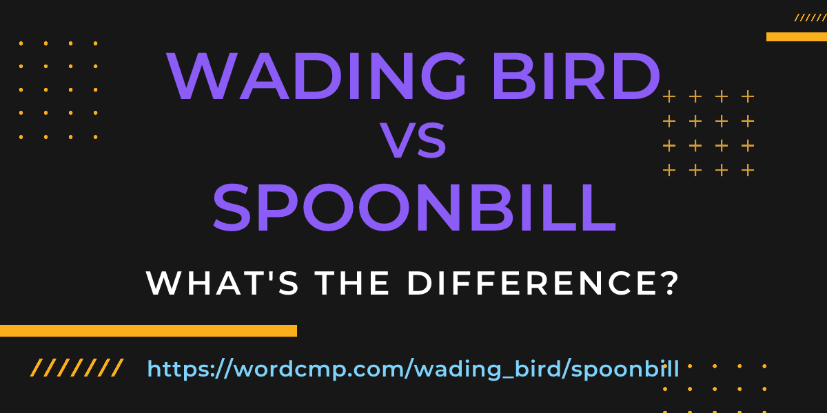 Difference between wading bird and spoonbill