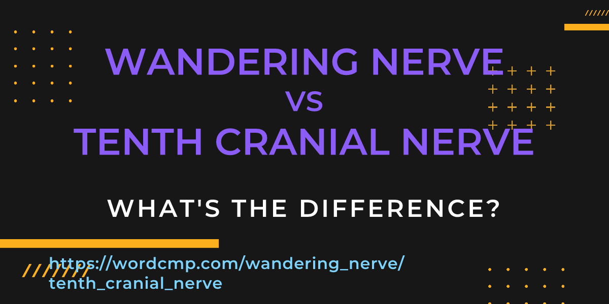 Difference between wandering nerve and tenth cranial nerve