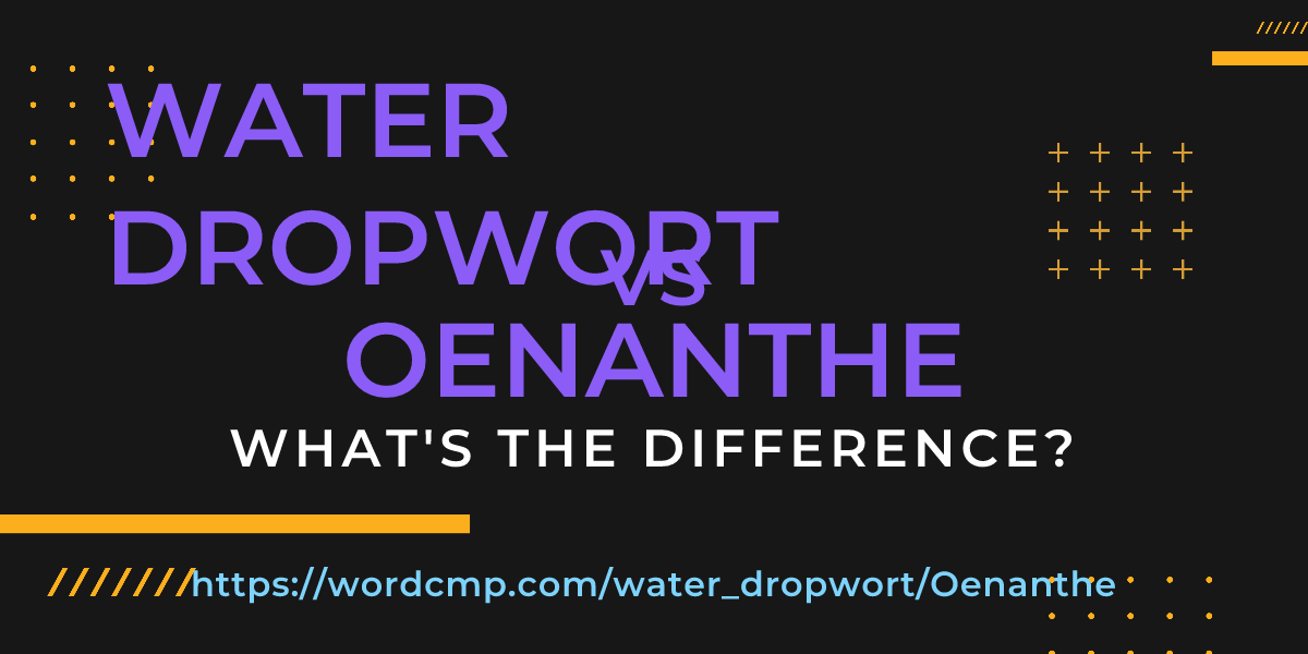 Difference between water dropwort and Oenanthe