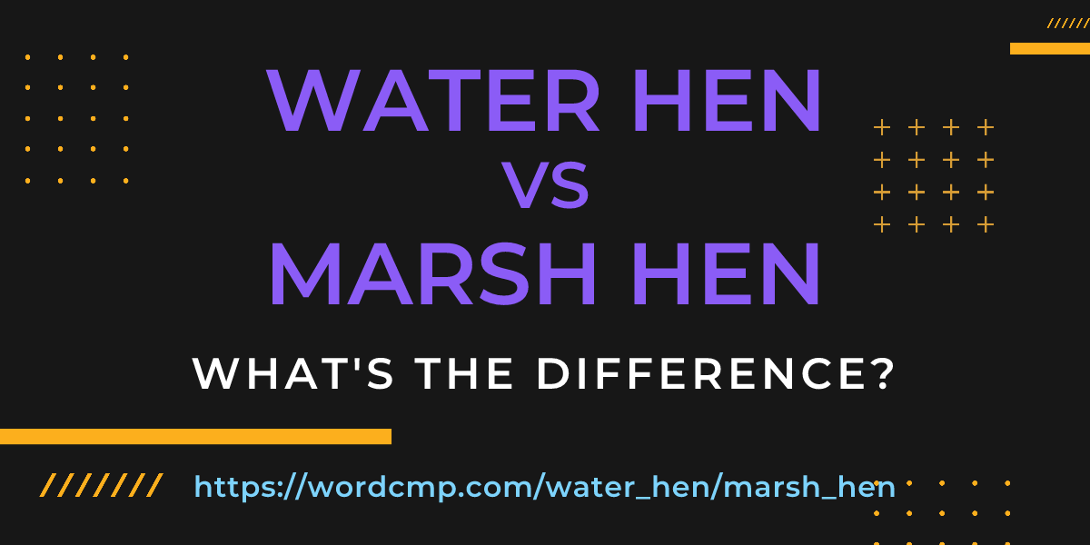 Difference between water hen and marsh hen