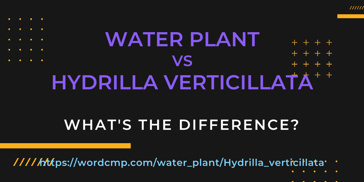 Difference between water plant and Hydrilla verticillata