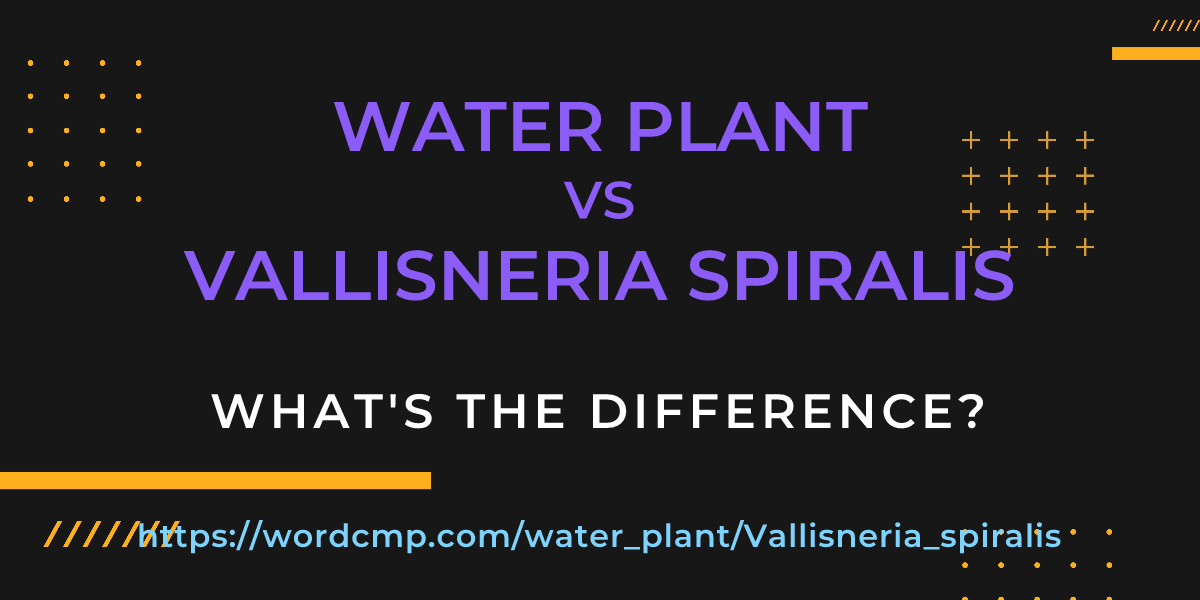 Difference between water plant and Vallisneria spiralis