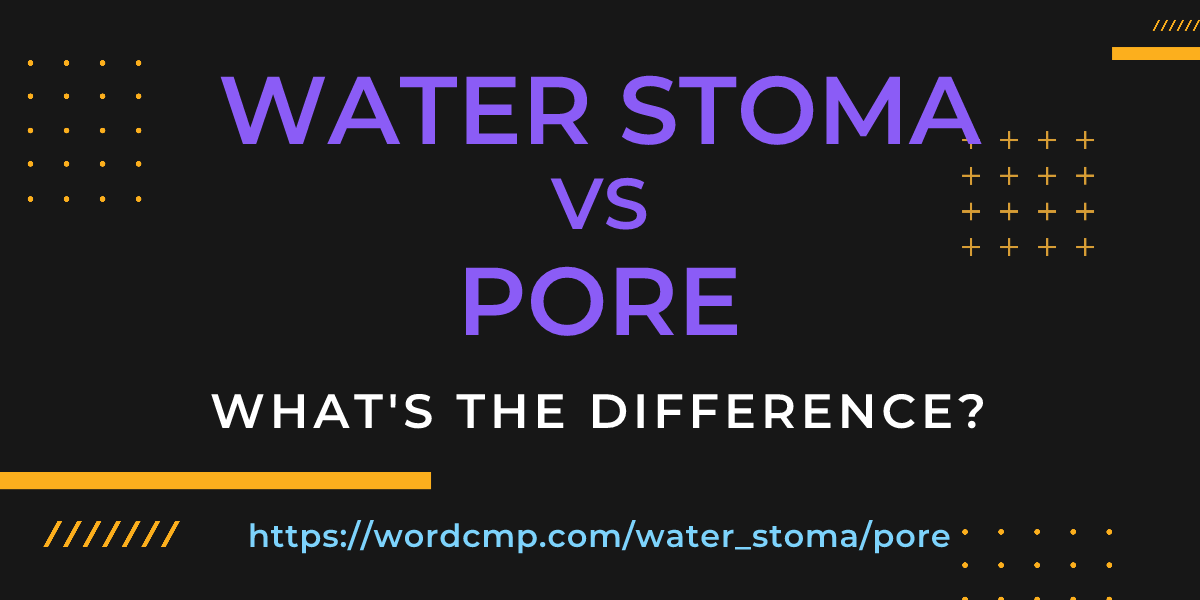 Difference between water stoma and pore