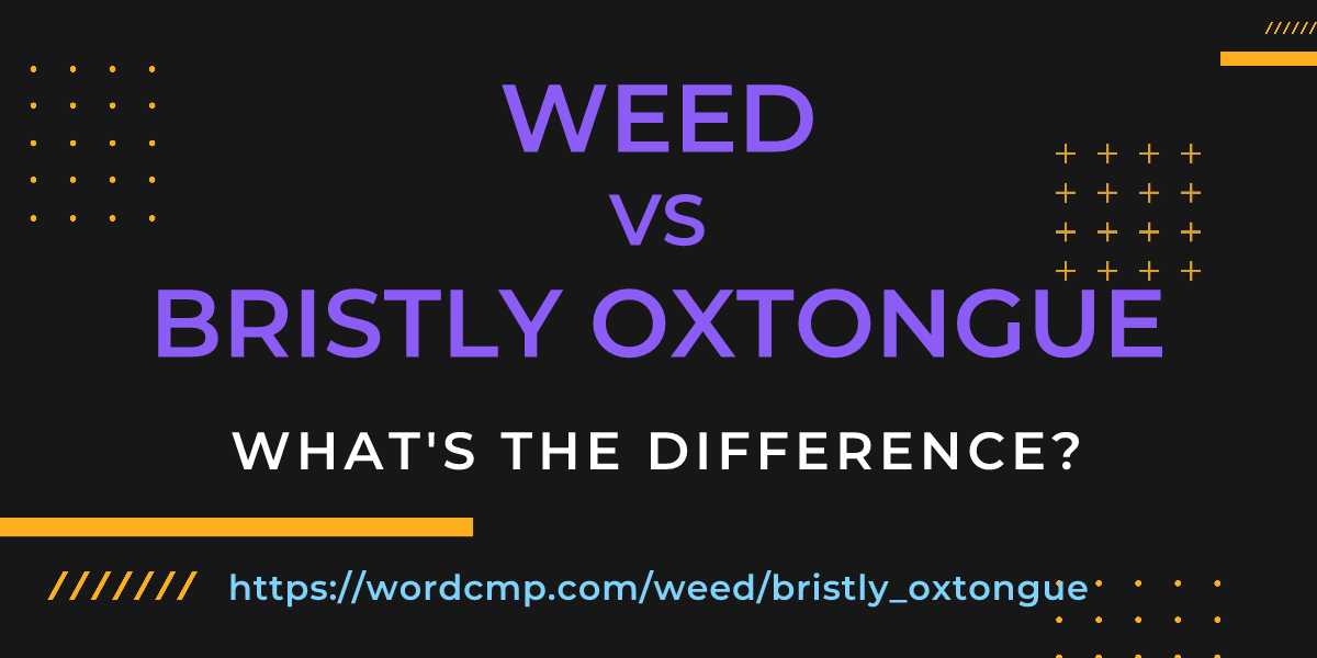 Difference between weed and bristly oxtongue