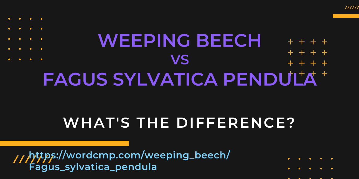 Difference between weeping beech and Fagus sylvatica pendula