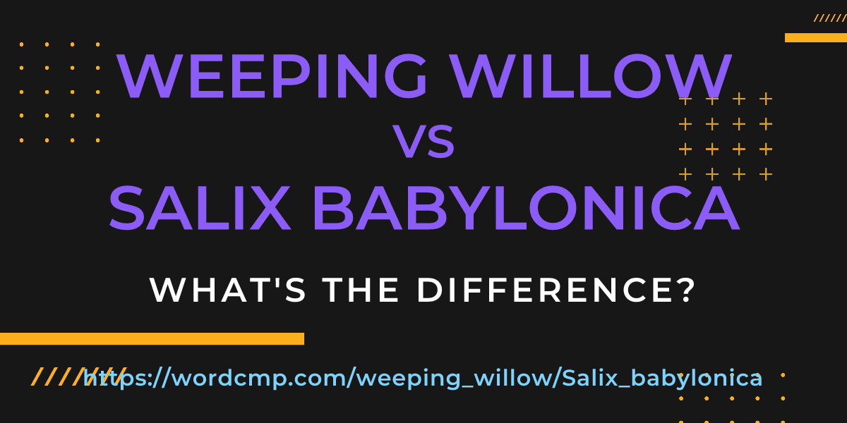 Difference between weeping willow and Salix babylonica