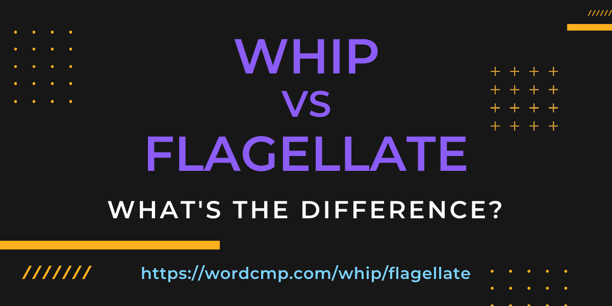 Difference between whip and flagellate