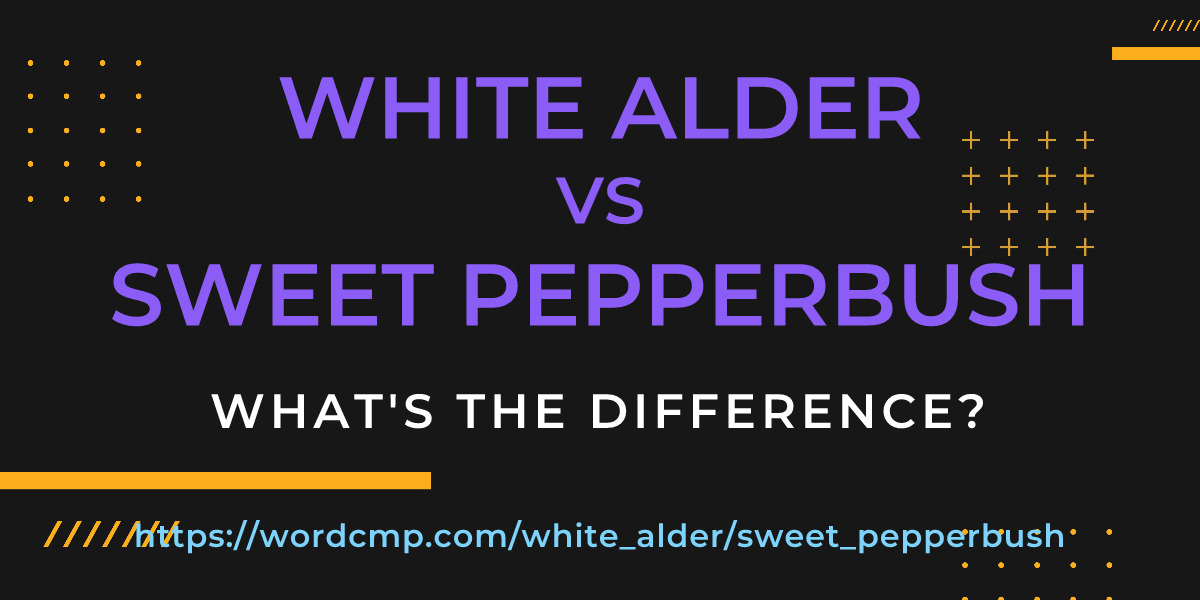 Difference between white alder and sweet pepperbush