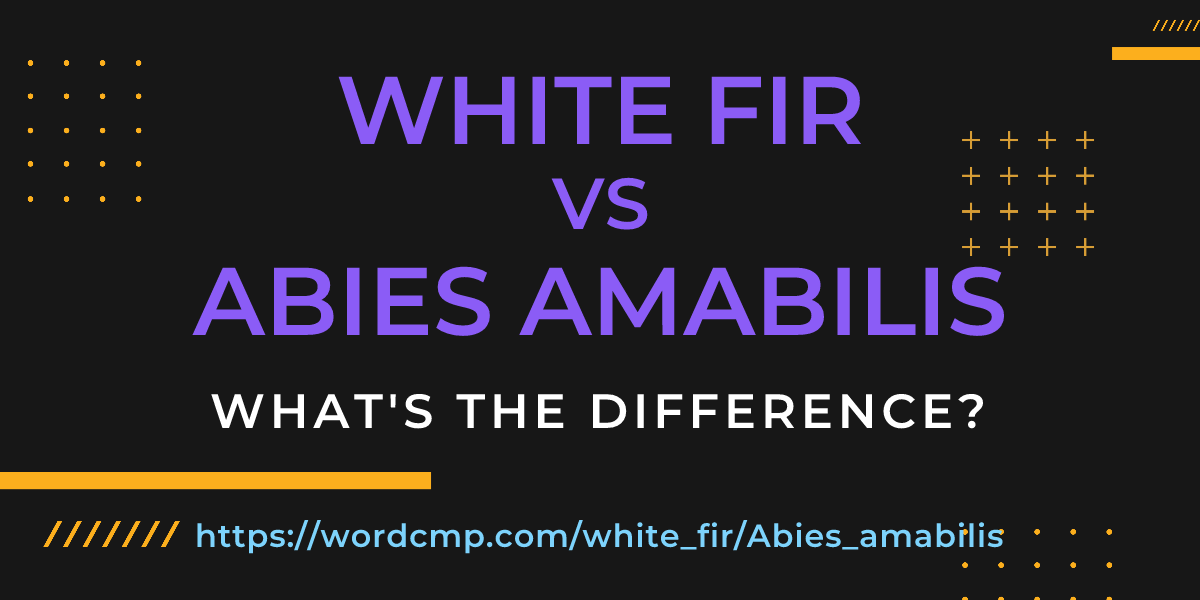 Difference between white fir and Abies amabilis