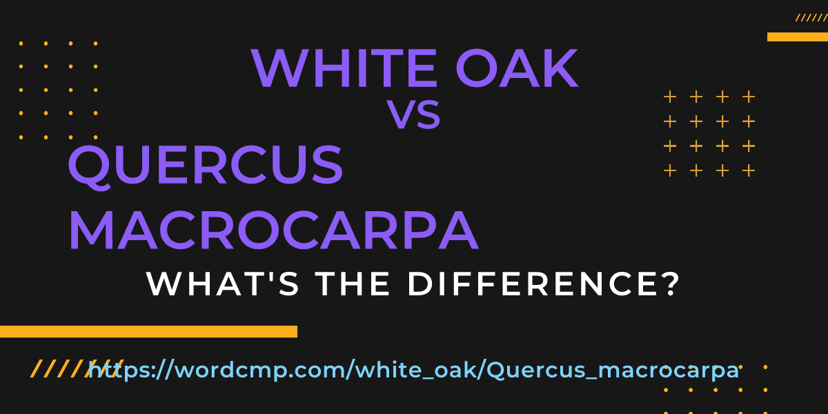 Difference between white oak and Quercus macrocarpa