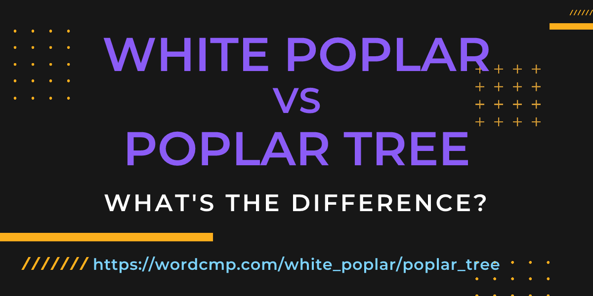 Difference between white poplar and poplar tree