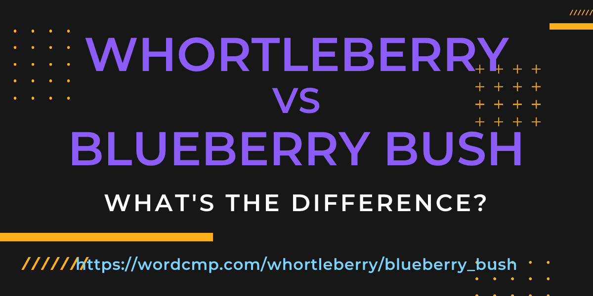 Difference between whortleberry and blueberry bush
