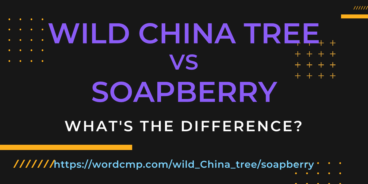 Difference between wild China tree and soapberry
