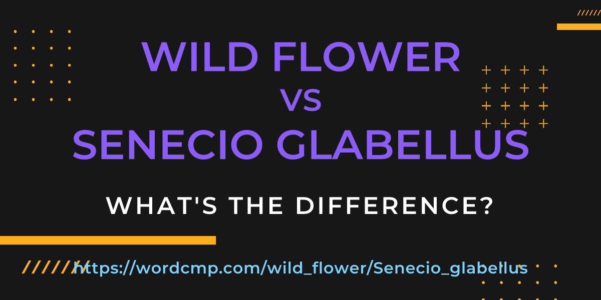 Difference between wild flower and Senecio glabellus