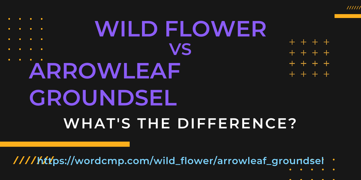Difference between wild flower and arrowleaf groundsel