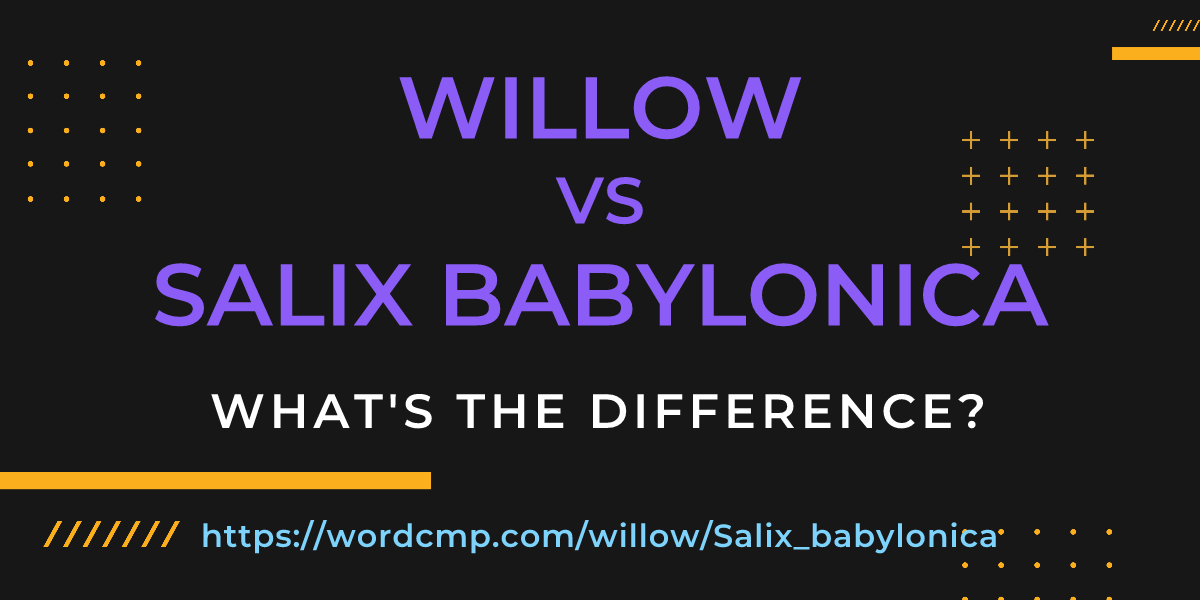 Difference between willow and Salix babylonica