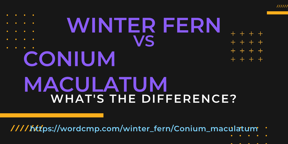 Difference between winter fern and Conium maculatum