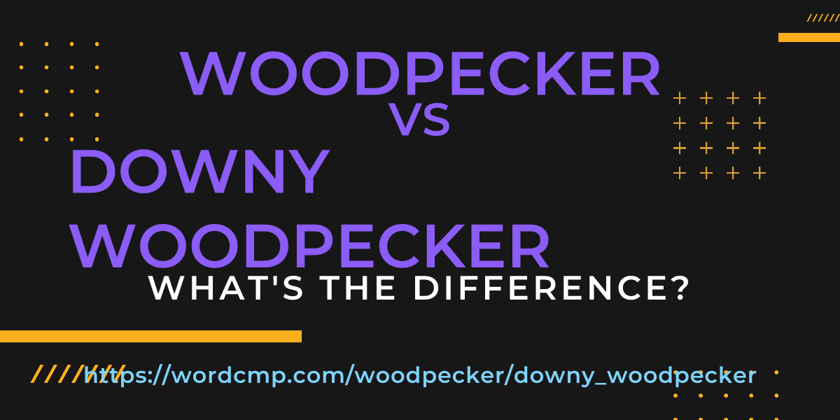 Difference between woodpecker and downy woodpecker