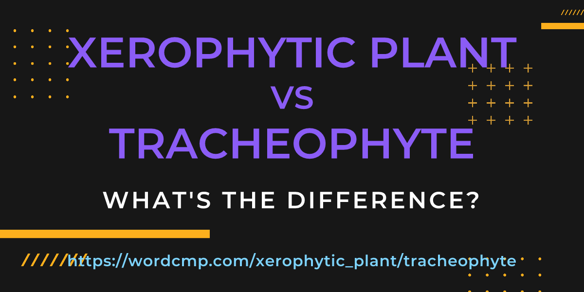 Difference between xerophytic plant and tracheophyte
