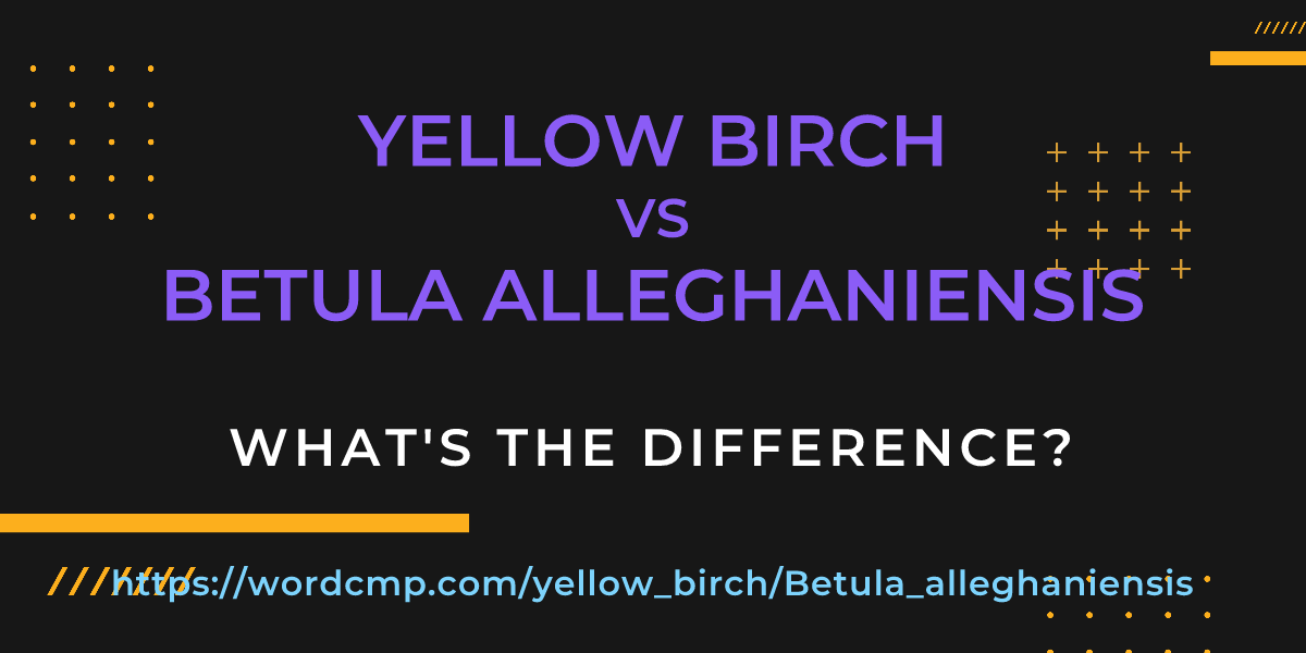 Difference between yellow birch and Betula alleghaniensis
